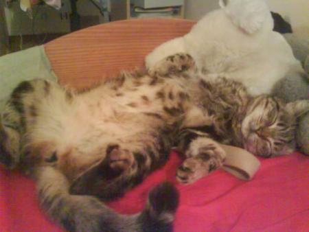MON CHAT